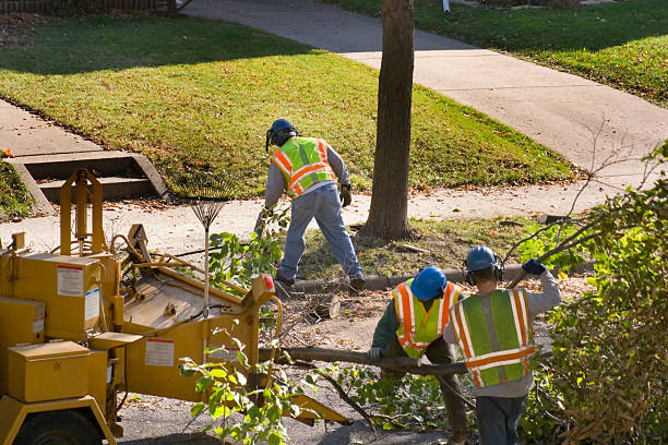 Professional Tree Removal and Landscaping Services in Upland, IN